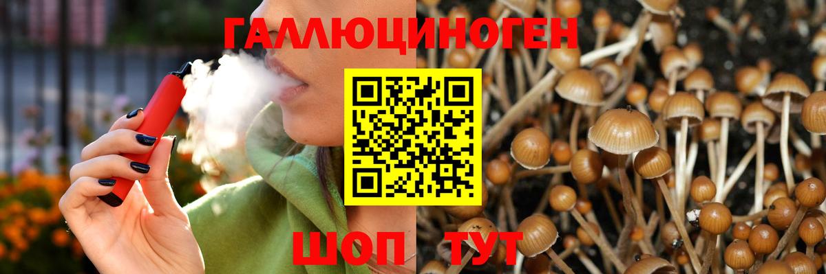 Псилоцибиновые грибы Psilocybine cubensis Россия
